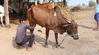97016 92803 ఆవులు అమ్మబడును తెలంగాణ సంగారెడ్డి cow for sale telangana sangareddy गाय बेचना तेलंगाना
