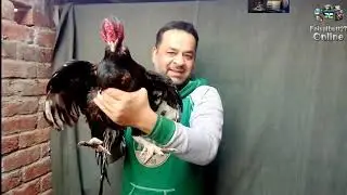 Lasani Aseel Murga And Nawab walaY kALY Which Is Better Breed | Faisalbutt27 Online