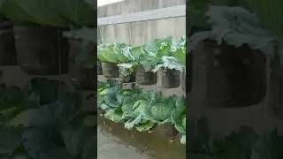 Grow Cabbage at Home in Plastic Bottles
