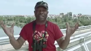 The Joys of urban birding - The Urban Birder