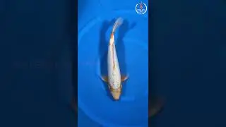 Yuki Asagi 43cm   NFP9   69   Buy original Japanese Koifish online in India