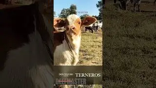 Terneros Beefmaster ganader&iacute;a pie de cr&iacute;a, toretes, vaquillas, becerros. #vaca #beefmaster