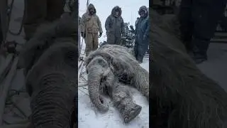 Prehistoric Mammoth Found Preserved With Skin in Russia