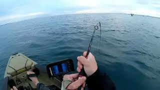 Cockburn Sound Snapper - D9 on Kayak