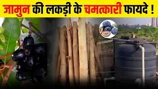 Jamun Wood: Nature's Miracle for Better Health! || Dr Devindra Sehra