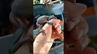 White's Tree Frog 🐸 This Frog is Too Cute!