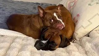 Fix It Friday - Correcting a Mouthy Dog