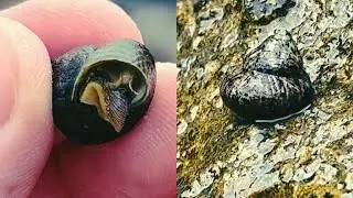 Sea snail 🐌 Periwinkle 🐌 #snail #seasnail #sea #observation #waternature #nature #naturalife 