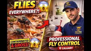 Fly Control in Calgary - Pest Pro Exterminator