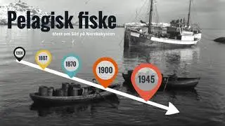 Sild p&aring; Norskekysten