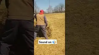 #sheepfeed #baleunrolling #hay #winterfeed #regenerative #hairsheep #regenag