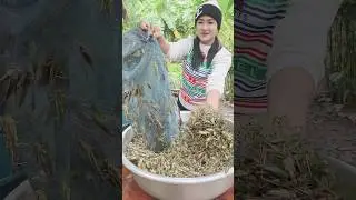 Have U ever eaten grasshopper ? 😋