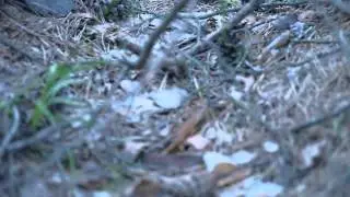 PANASONIC Lumix G Vario 100-300mm f/4.0-5.6 MEGA O.I.S (H-FS100300E) DMC-GF3 AVCHD Video