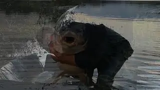 CARPFISHING RECORD