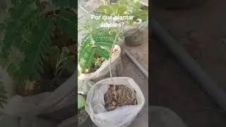 por qu&eacute; plantar &aacute;rboles para el planeta??