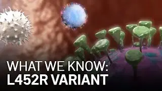 What We Know: New Variant Apparently Linked to Several Bay Area COVID-19 Clusters