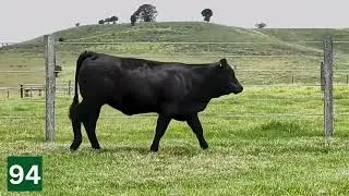 Lot 94 BJFPW2 - BJF BARRY WILMA WAYS W2 (P B AA)