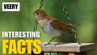 What Are the Most Interesting Facts About  Veery? | Interesting Facts | The Beast World