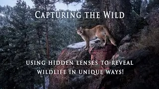 Capturing the Wild: Using Hidden Lenses to Reveal Wildlife in Unique & Never-Before-Seen Ways!