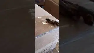 Grillo talpa incredibile