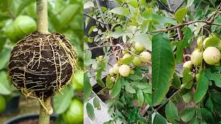 Guava Air Layering Step by Step | How to Propagate Guava Plant Easily at Home