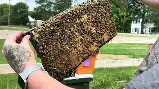 Installing a feral swarm into 5 frame Nuc Box on my apiary