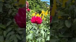 The Garden of Alejandra ##Cebu #philippines