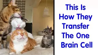 Funny Feline Memes To Make Your Day Way Better - Funny Cat
