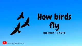 How Birds Fly ? | History of bird flight | Facts and anatomy of birds