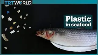 Microplastic waste in seafood