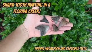 Florida Fossil Hunting | Finding Megalodon, Crocodile, and seeing Giant Spiders!