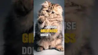 YOU weren&rsquo;t made to stay broken. 🐾💎 #SigmaMotivation #mentalhealthmatters #cutecat #success #viral