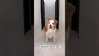 Best in Show: The Top Dogs for Acting and Performance. #best dog training#funny dog#think like human
