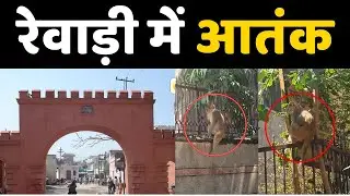 Dainiksathi: रेवाड़ी में आतंक | REWARI CITY | | DMC REWARI | | REWARI CRIME |