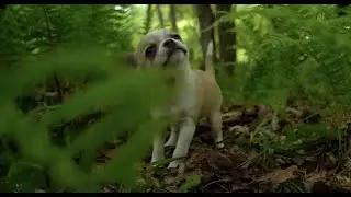 Fernando // Cute Smooth Coat Chihuahua Playing HD // Pawsh Puppies
