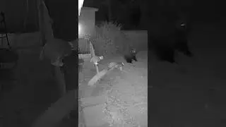 Bear Breaks Into Backyard &ndash; Cat and Dog Team Up to Scare It Away! 😂🐶🐱🐻