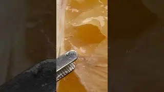 Lemon Seed Extraction Close Up ASMR #macro #relaxing #satisfying