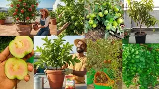 Top 5 Fruit Plants You Can Easily Grow in Pots | Home Gardening Guide