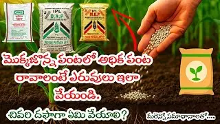 Maize fertilizer management / mokkajonna lo yeruvula yajamanyam | Complete Guide for Yield in corn