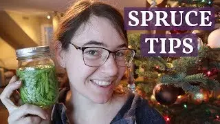 Foraging For Spruce Tips - IN MY LIVING ROOM?!?  Plus a Spruce Tip Gin Recipe