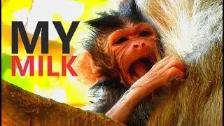 MILK...MILK...ADORABLE BABY NEWBORN BEVIN OF MOM BLACKY // BABY BEVIN LOOKED LIKE SO HUNGRY.