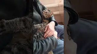 Любимый хозяин))#кисы #кайфуем #зверьёмоё #любовьморковь