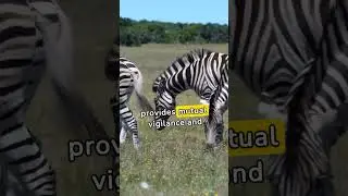 『シマウマの生態を英語でリスニングレッスン』 about zebra ecology #Shorts #シマウマ #Zebra #動物 #Animal #英語 #リスニング #Ecology