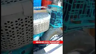 dog delivery full ac service | ambala se dog transport service | pet shipping all India #dog #pets