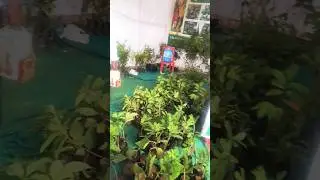 экзотическое фруктовое растение криши мела биджапур#подписаться #krushimela #bijapur #2026 #2025s...