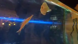 Hand feeding my Hawkfish, Pinocchio.