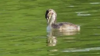Птенцы чомги или большой поганки. ( Podiceps cristatus )