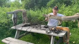 The types of traps for trapping Furbearers