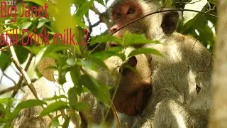 Big monkey Janet has sibling Janna but still stole drink milk, Jane should keep for Janna only