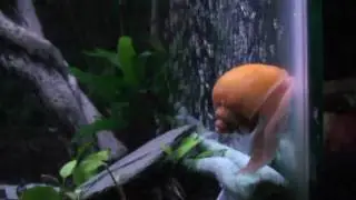 Tang, the Amazing Flying Snail